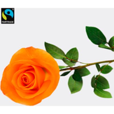 Orange langstielige Fairtrade Rose  von FloraPrima auf blumen.de