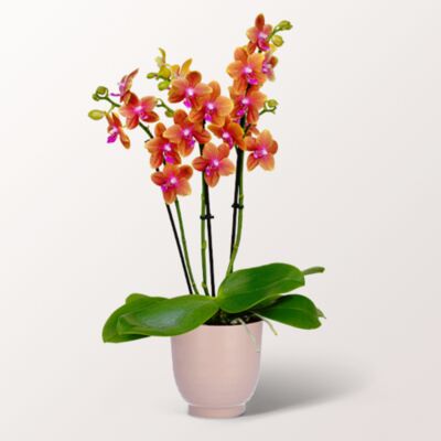 Orange Orchidee  von FloraPrima auf blumen.de