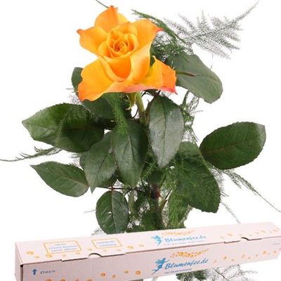 Orange Rose von Blumenfee auf blumen.de