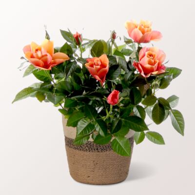 Orange Rose von FloraPrima auf blumen.de
