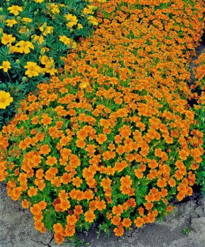 Orange Tagetes  von Bakker auf blumen.de