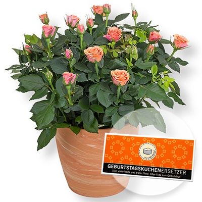 Orangefarbene Rose im Terrakotta-Topf von Valentins auf blumen.de