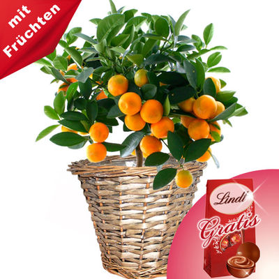Orangenbäumchen im Weidenkorb von FloraPrima auf blumen.de