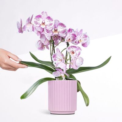 Orchidee von Blume2000.de auf blumen.de