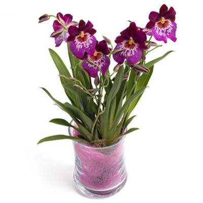 Orchidee Brasil von Flowers-deluxe auf blumen.de