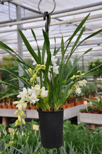 Orchidee - Cymbidium Ica Cascad von Der Palmenmann auf blumen.de