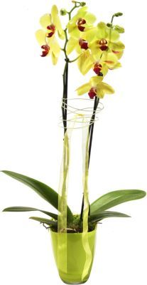 Orchidee (gelb) von GartenXXL auf blumen.de