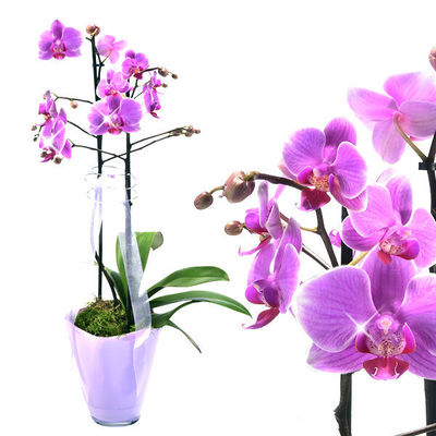 Orchidee im Topf mit pinken Blüten von FloraPrima auf blumen.de