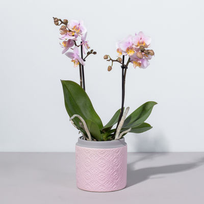 Orchidee in Pink  von Blume2000.de auf blumen.de