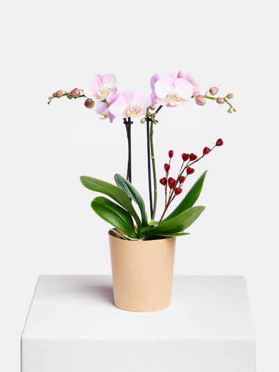 For my Valentine von Fleurop auf blumen.de