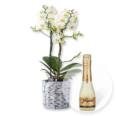 Orchidee in weiß im grauen Korbtopf  von Valentins auf blumen.de