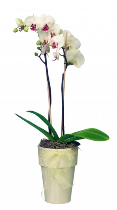 Orchidee in Weiß von Flowers-deluxe auf blumen.de