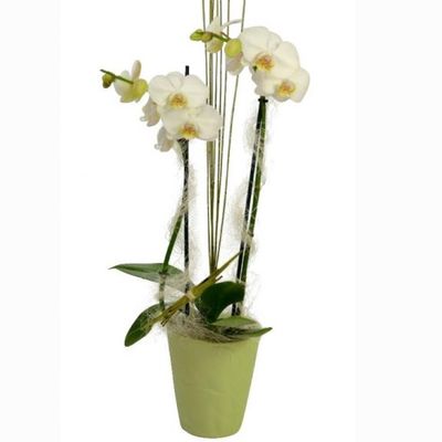 Weiße Orchidee  von Florito FlowerPost auf blumen.de