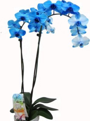 Orchidee mit blauer Blüte  von GartenXXL auf blumen.de