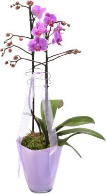 Orchidee mit rosa Blüten von GartenXXL auf blumen.de