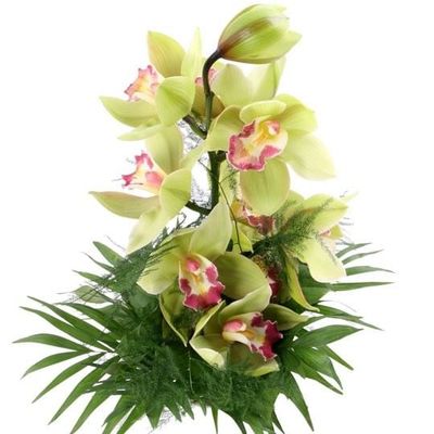 Orchidee - Ein Traum in Grün  von Blumenfee auf blumen.de