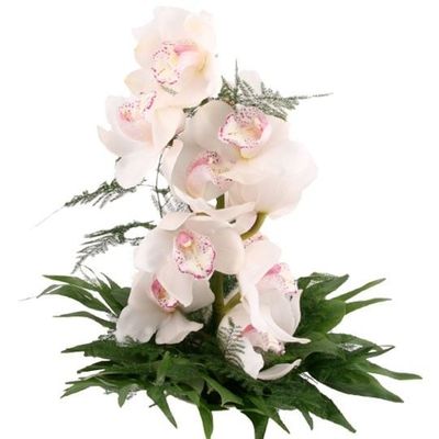 Orchidee - Traum in Weiß von Blumenfee auf blumen.de