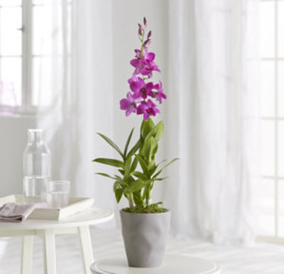 Orchidee in Violett von Blume2000.de auf blumen.de