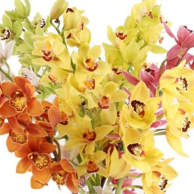 Orchideen-Rispen von Blumenfee auf blumen.de