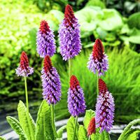 Orchideenprimel von Gärtner Pötschke auf blumen.de