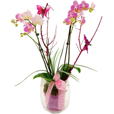 Orchideentraum in Rosa-Pink von Bluvesa auf blumen.de