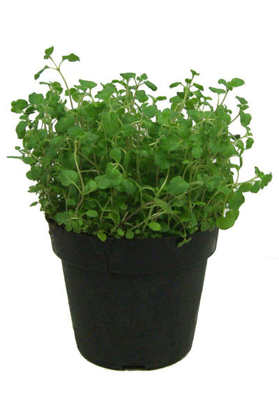 Oregano (3 Stck.) von gartenHELDEN auf blumen.de