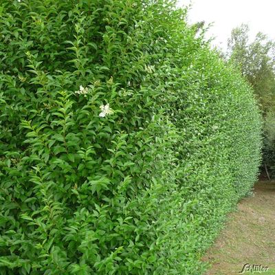 Ovalblättriger Liguster von Garten Schlüter auf blumen.de