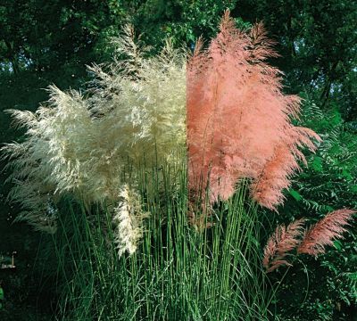 Pampasgras-Set (8 Stauden) von GartenXXL auf blumen.de