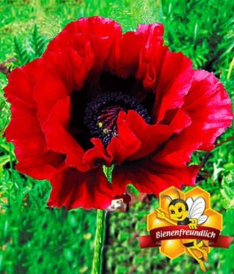 Papaver ´Heartbeat´ von BALDUR-Garten auf blumen.de