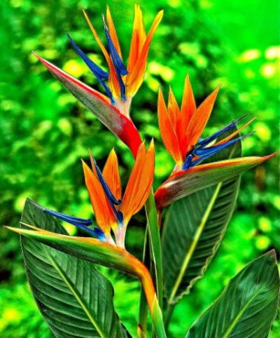 Paradiesvogelblume (Strelizie) von Bakker auf blumen.de