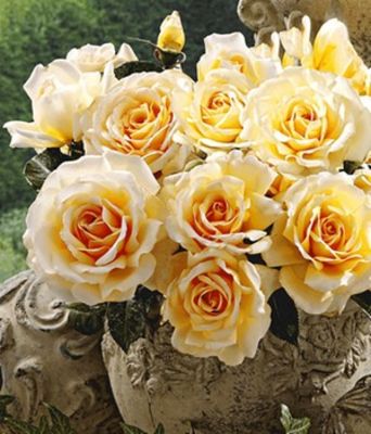 Parfum-Rose ´Angie®´ von BALDUR-Garten auf blumen.de