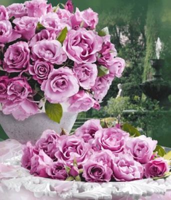 Parfum-Rose ´Dioressence®,´ von BALDUR-Garten auf blumen.de