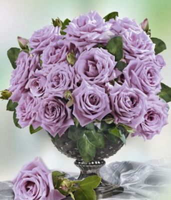 Parfum-Rose ´Mamy Blue®,´ von BALDUR-Garten auf blumen.de