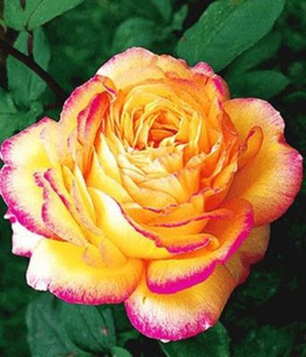 Parfum-Rose ´Mitsouko®,´ von BALDUR-Garten auf blumen.de