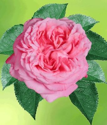 Parfum-Rose ´Molinard®,´ von BALDUR-Garten auf blumen.de
