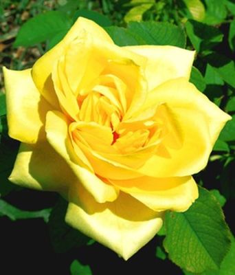 Parfum-Rose ´Président A. Zinsch®,´ von BALDUR-Garten auf blumen.de