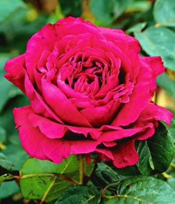 Parfum-Rose ´Rose des 4 vents®,´ von BALDUR-Garten auf blumen.de