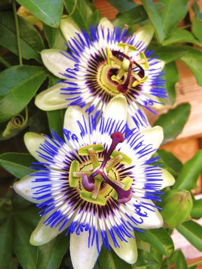 Passionsblume - Passiflora caerulea - Sonderaktion von Der Palmenmann auf blumen.de