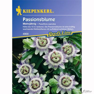 Passionsblume von Garten Schlüter auf blumen.de