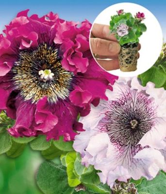 Pfauenfeder-Petunie Superbissima®, ´Alba & Purple´ von BALDUR-Garten auf blumen.de