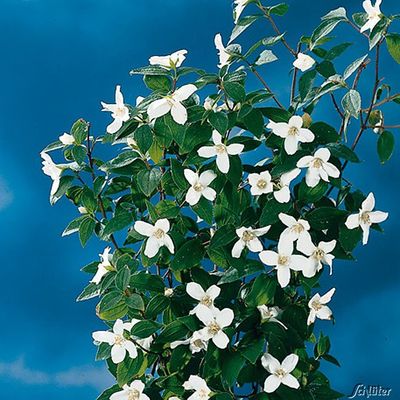 Pfeifenstrauch ´Silberregen´ / Erdbeerjasmin von Garten Schlüter auf blumen.de