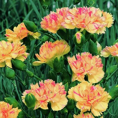 Pfingstnelke  von Gärtner Pötschke auf blumen.de