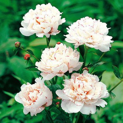 Pfingstrose Festiva Maxima von Gärtner Pötschke auf blumen.de