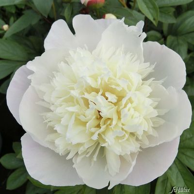 Pfingstrose ´Immaculee´ von Garten Schlüter auf blumen.de