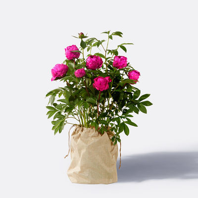 Pfingstrose in Pink von Blume2000.de auf blumen.de