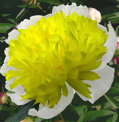 Pfingstrose Primavera von Blumenzwiebelnversand auf blumen.de