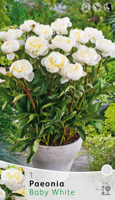 Pfingstrosen Baby White von Blumenzwiebelnversand auf blumen.de