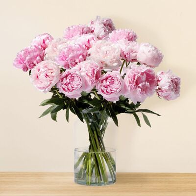 Rosa Pfingstrosen  von Blume2000.de auf blumen.de