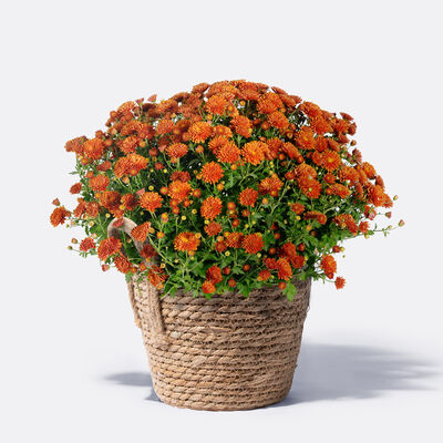 pflanze chrysantheme