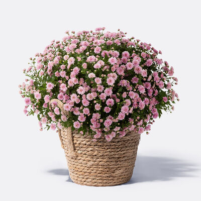 pflanze chrysantheme